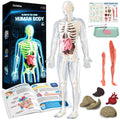 'Inside-Out' 40-Piece Glow-in-the-Dark Human Anatomy Lab