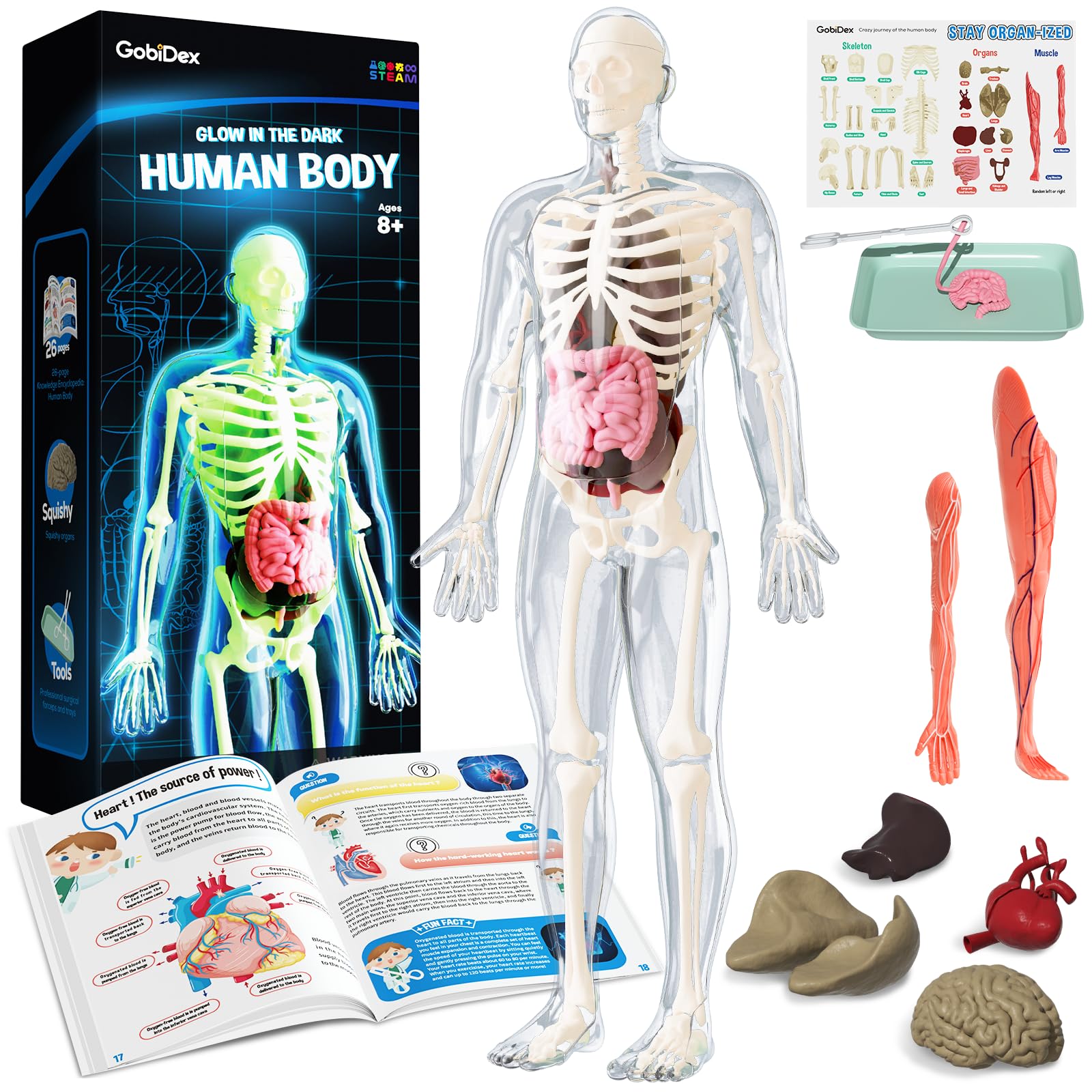 'Inside-Out' 40-Piece Glow-in-the-Dark Human Anatomy Lab
